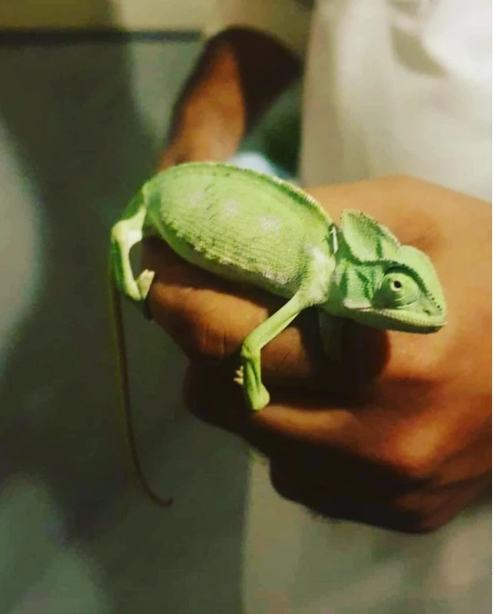 Chemeleon lizard for sale