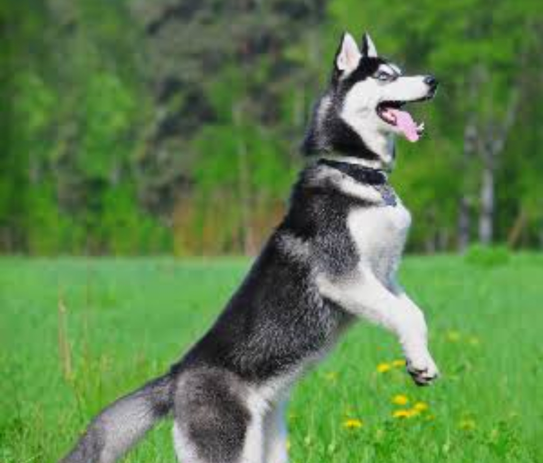 Husky dog