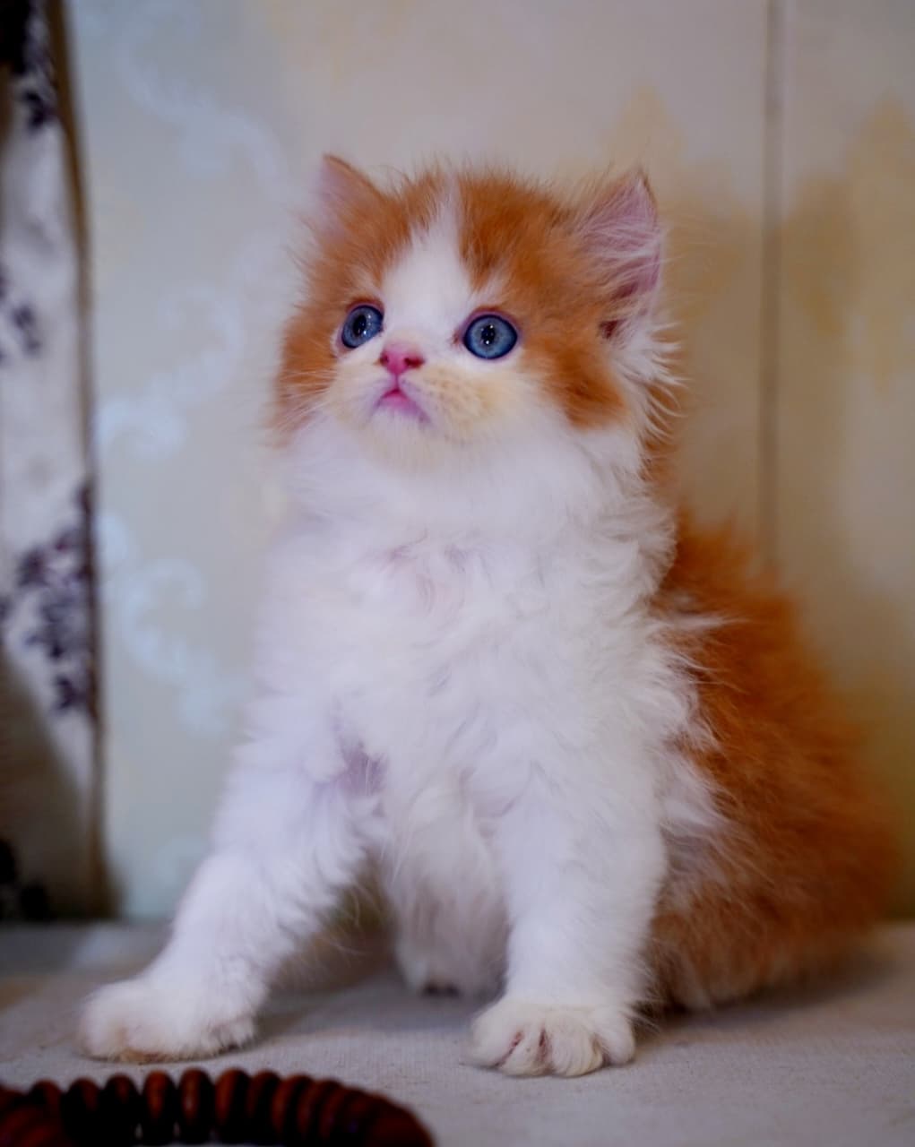 Persian kitten