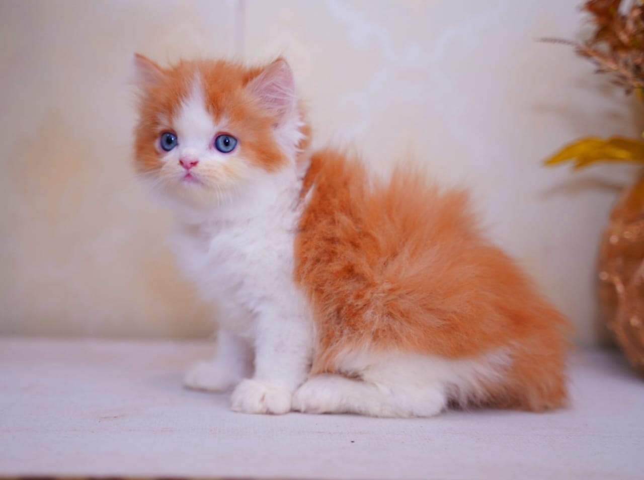 Persian kitten