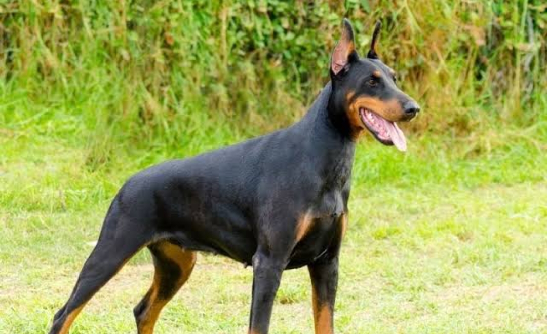 Doberman