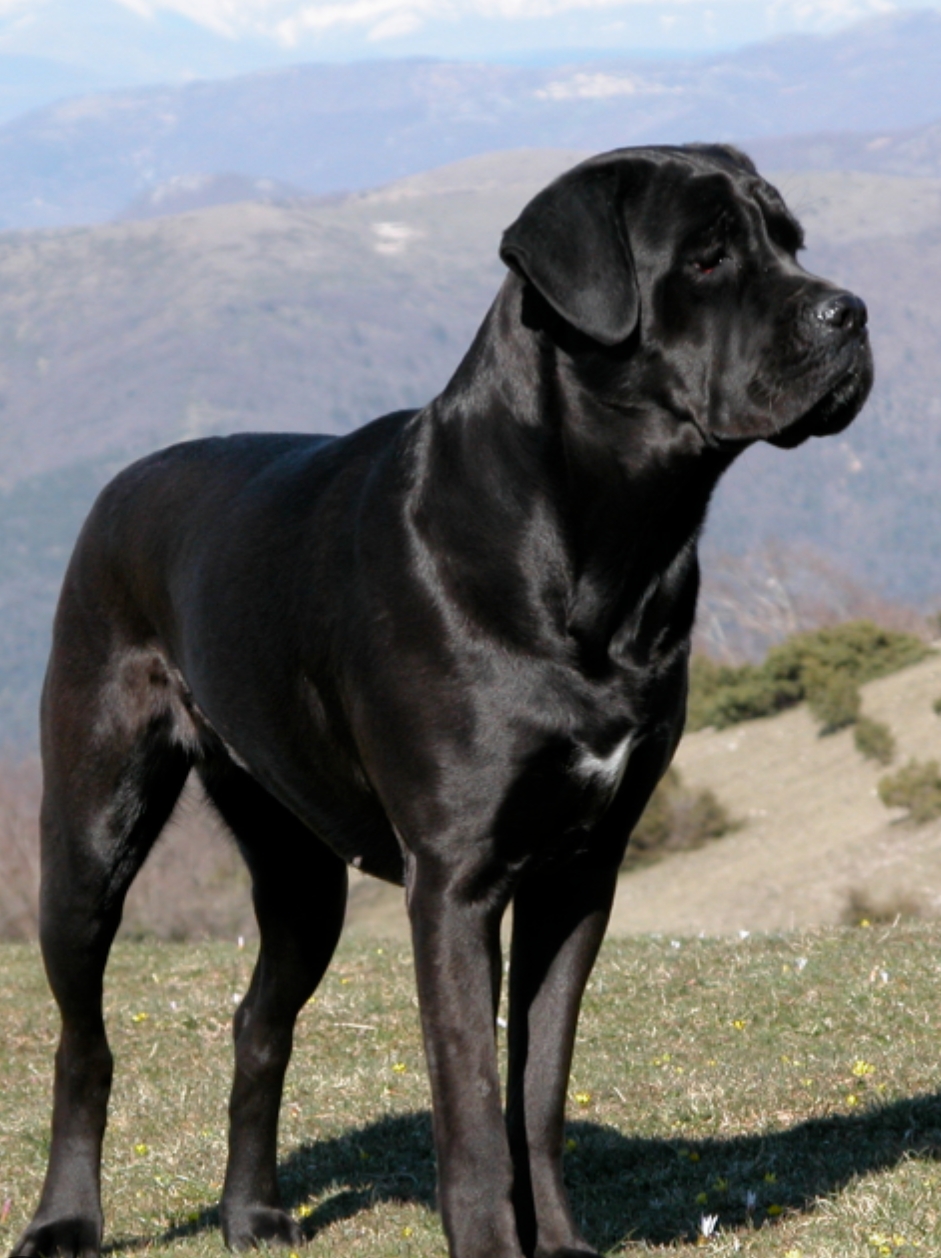 Cane Corso