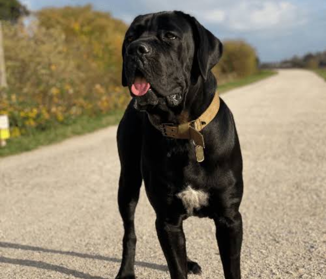 Cane Corso