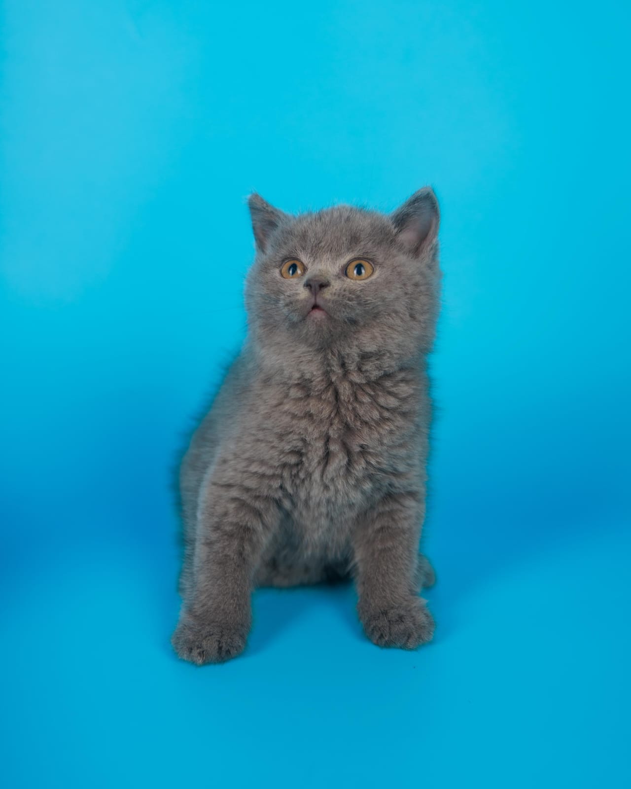 British shorthair