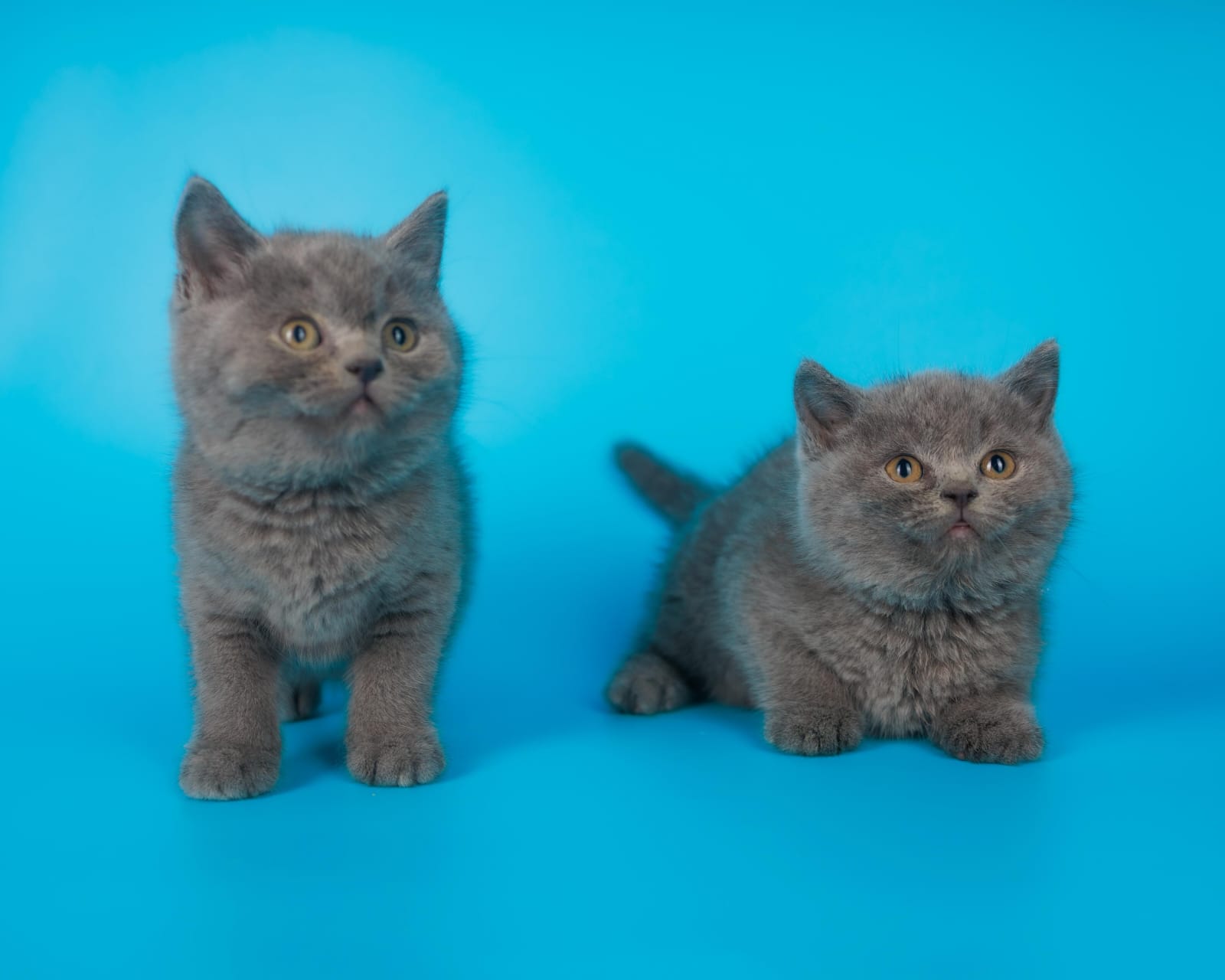 British shorthair