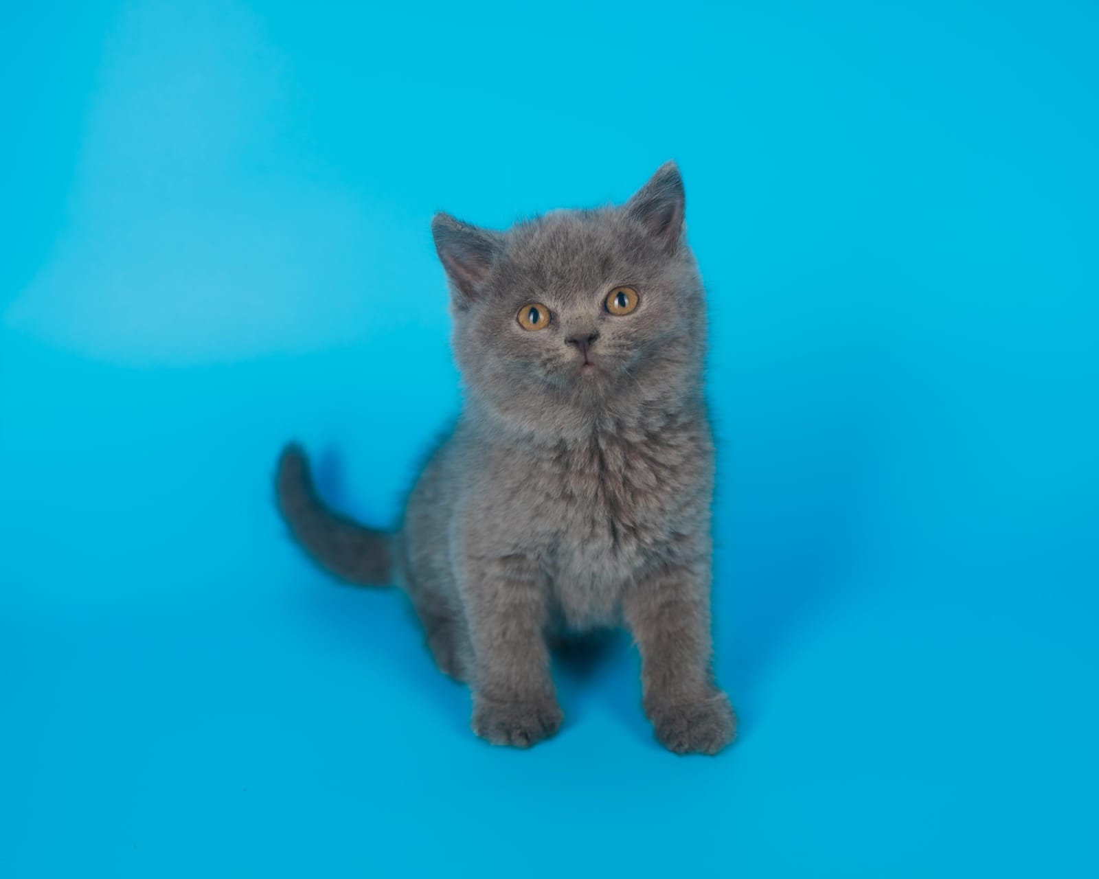 British shorthair
