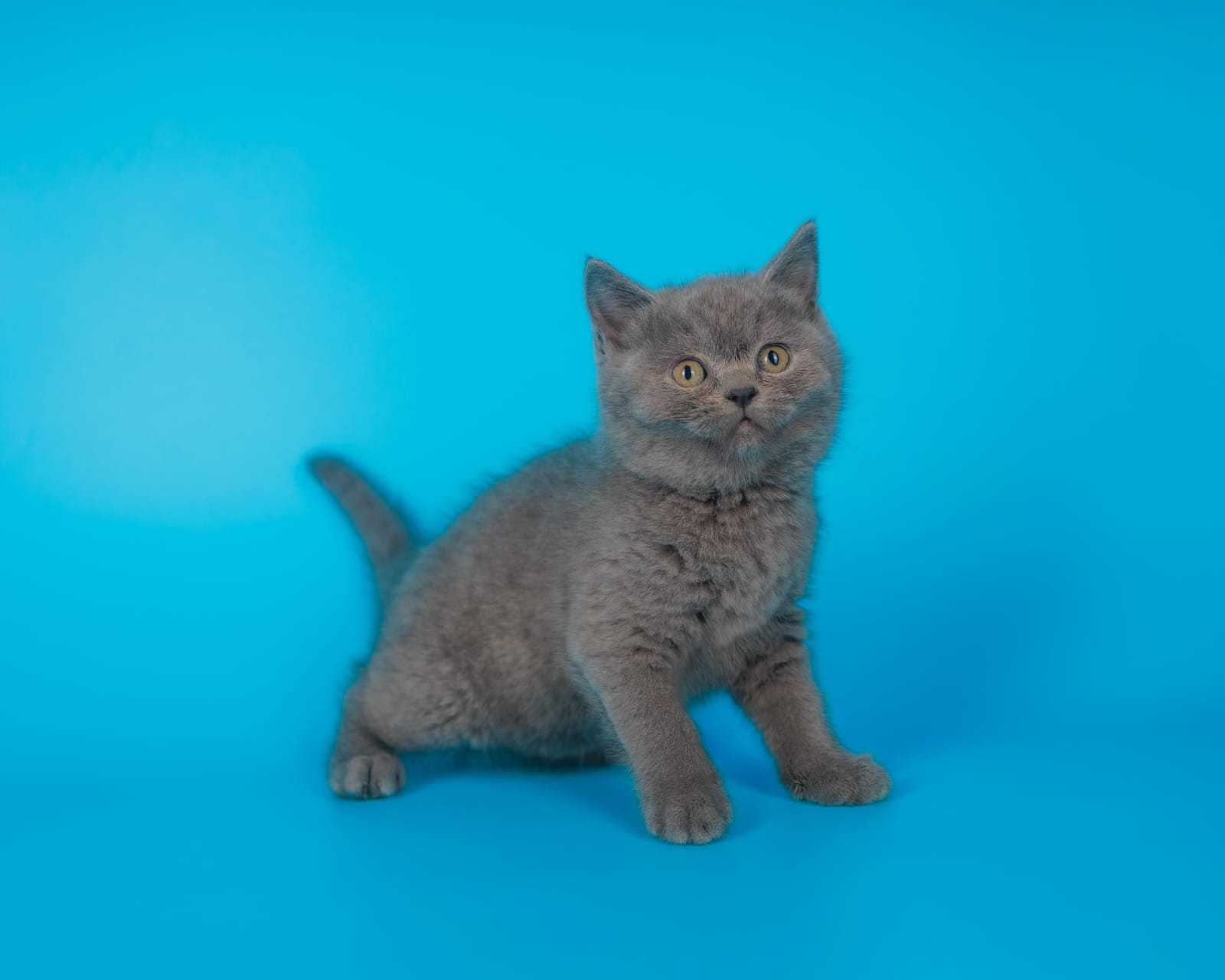 British shorthair