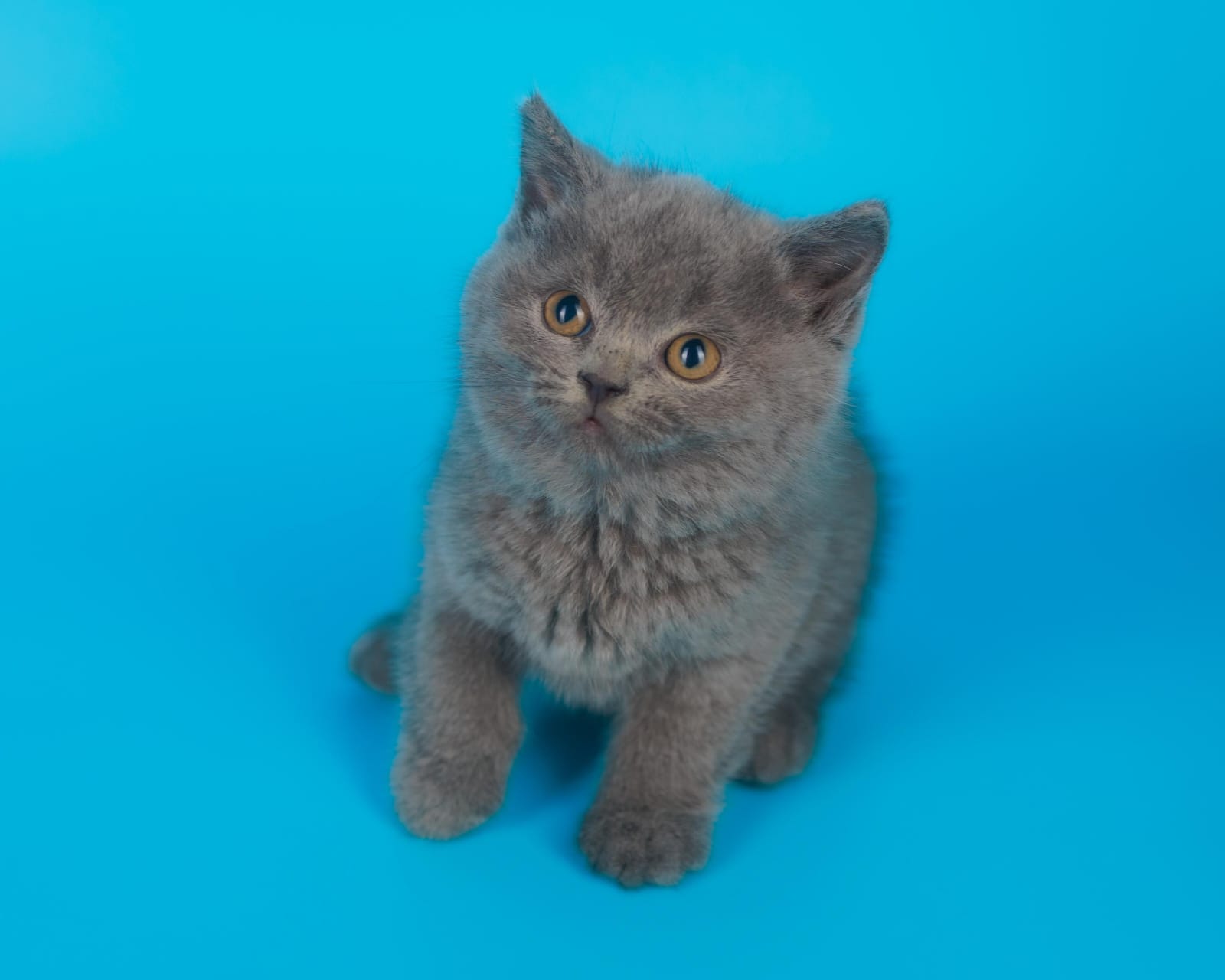 British shorthair