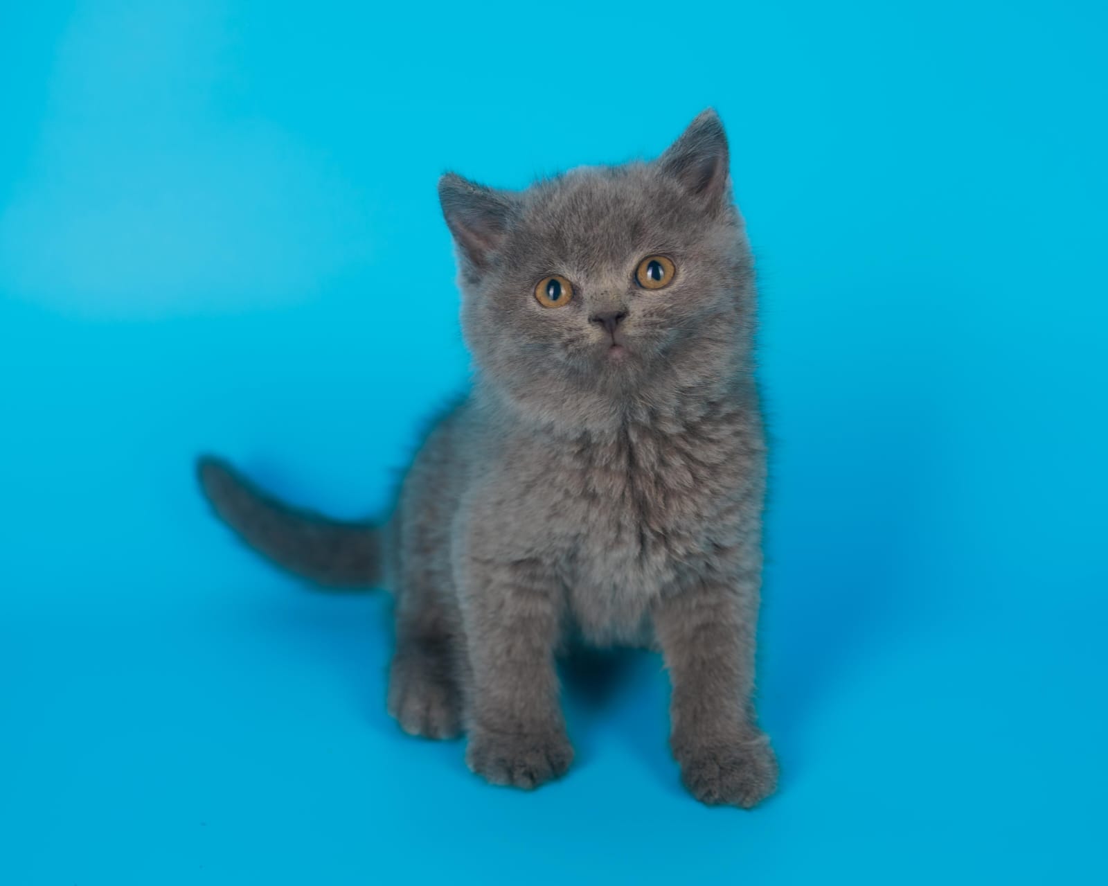 British shorthair