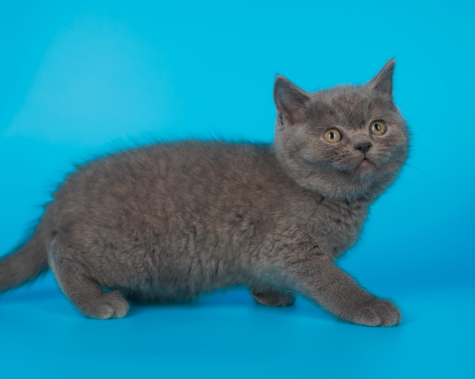 British shorthair