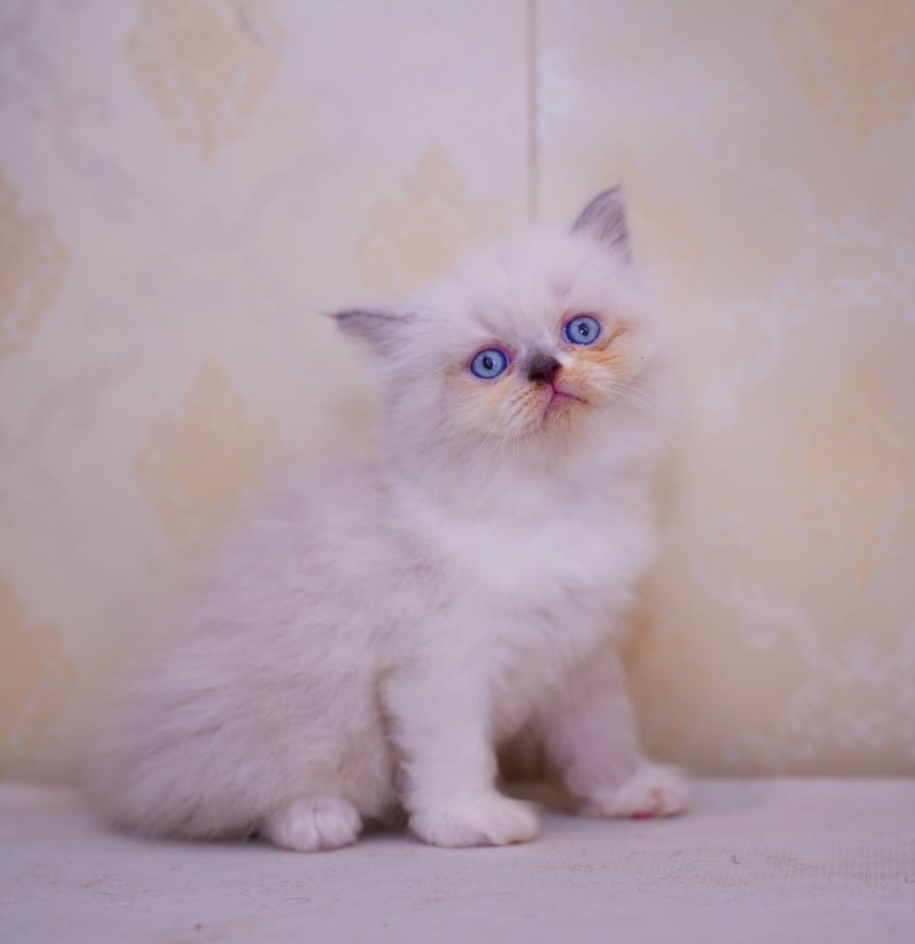Persian kitten