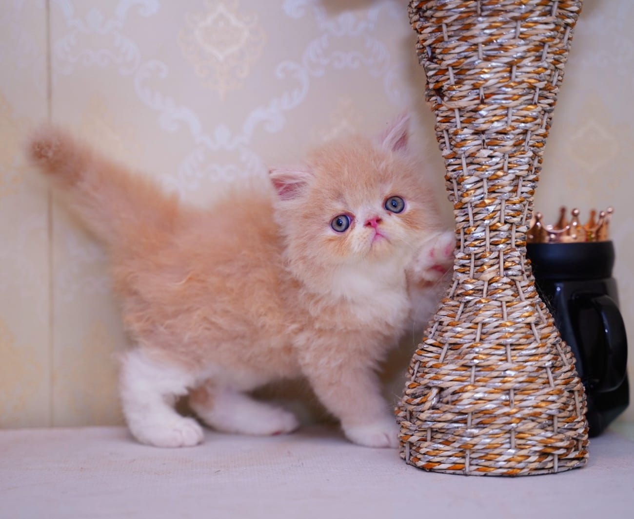 Punch face Persian kitten