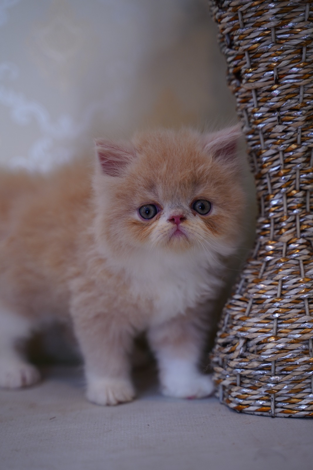 Punch face Persian kitten
