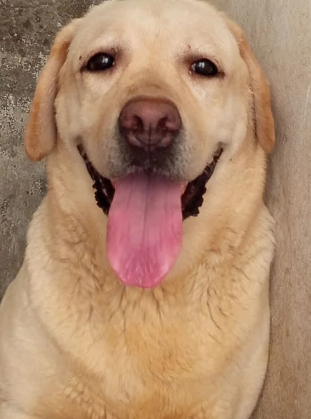 British Labrador