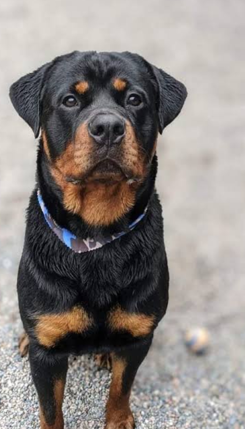 Rottweiler