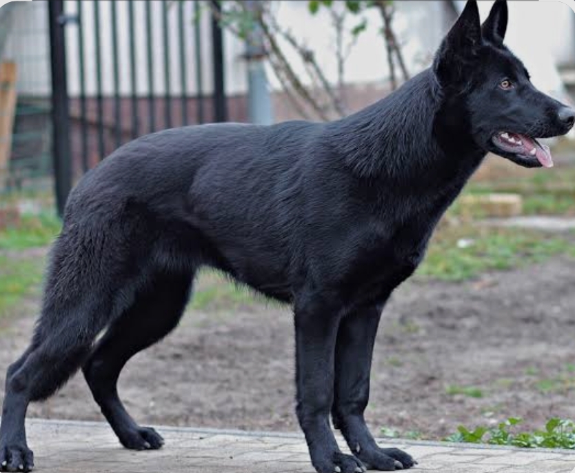 Black shepherd