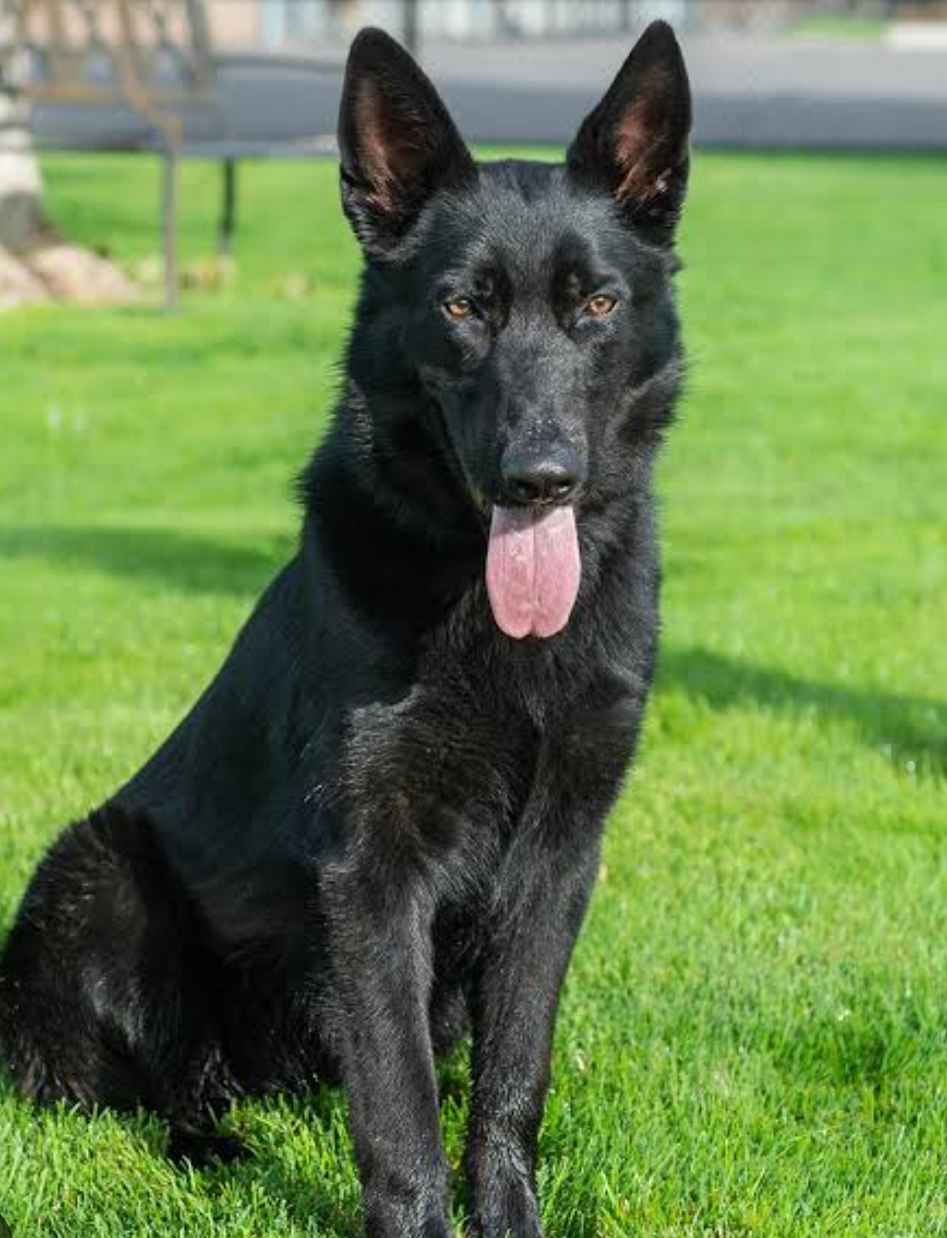 Black shepherd
