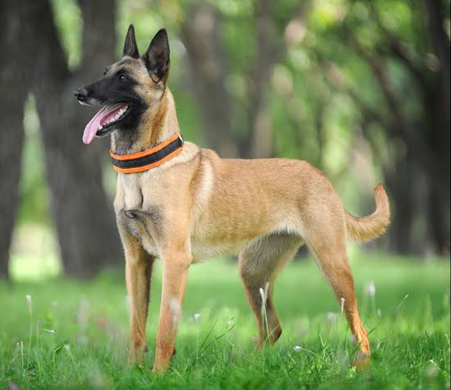 Belgian Shepherd Dog