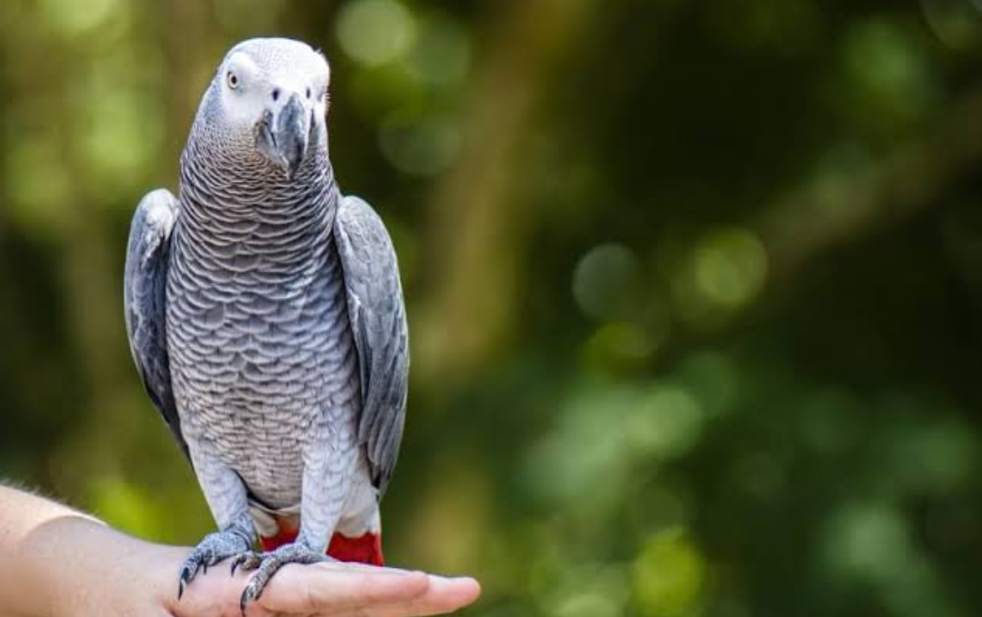 African Gray parrot