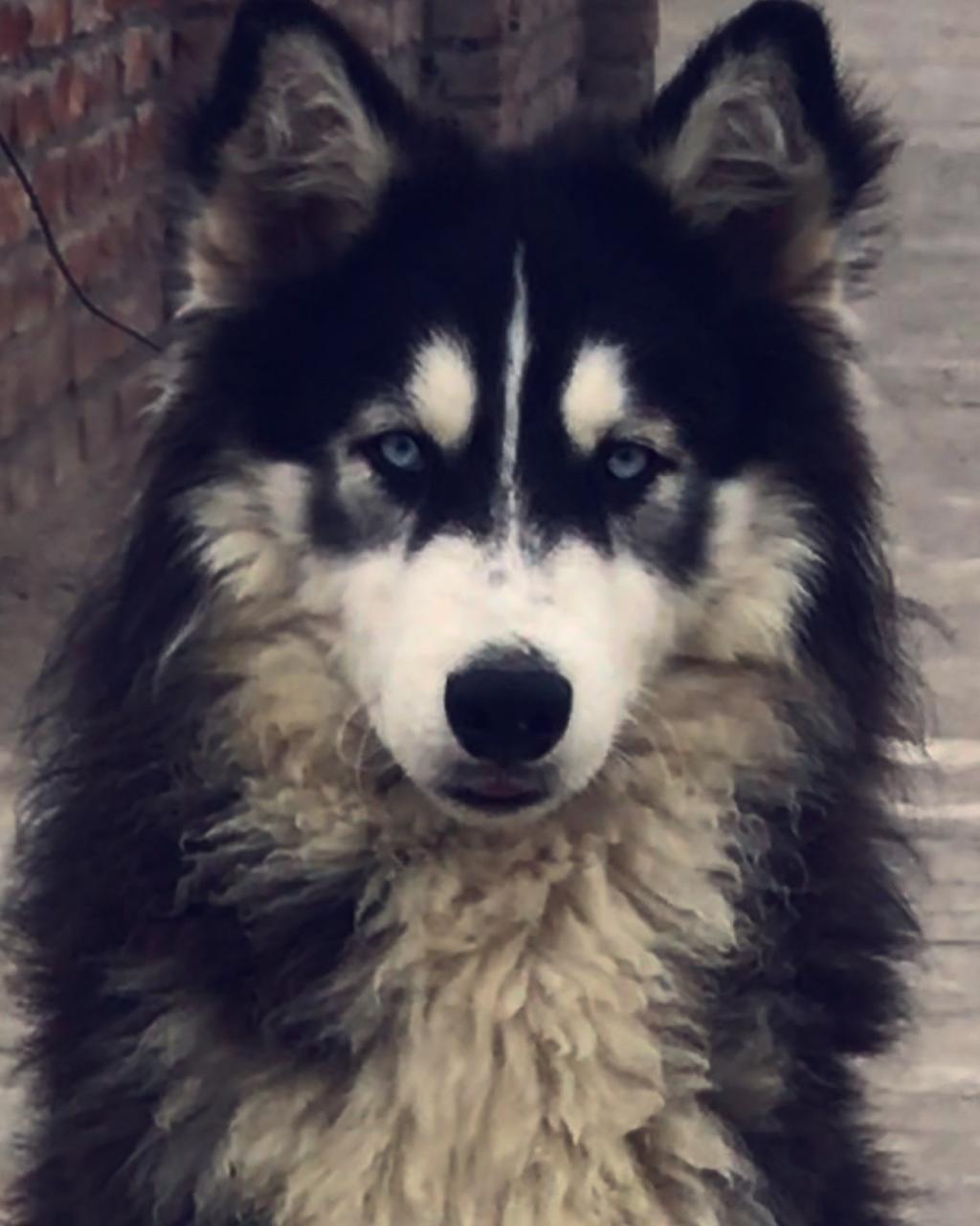 Husky Male for sale
