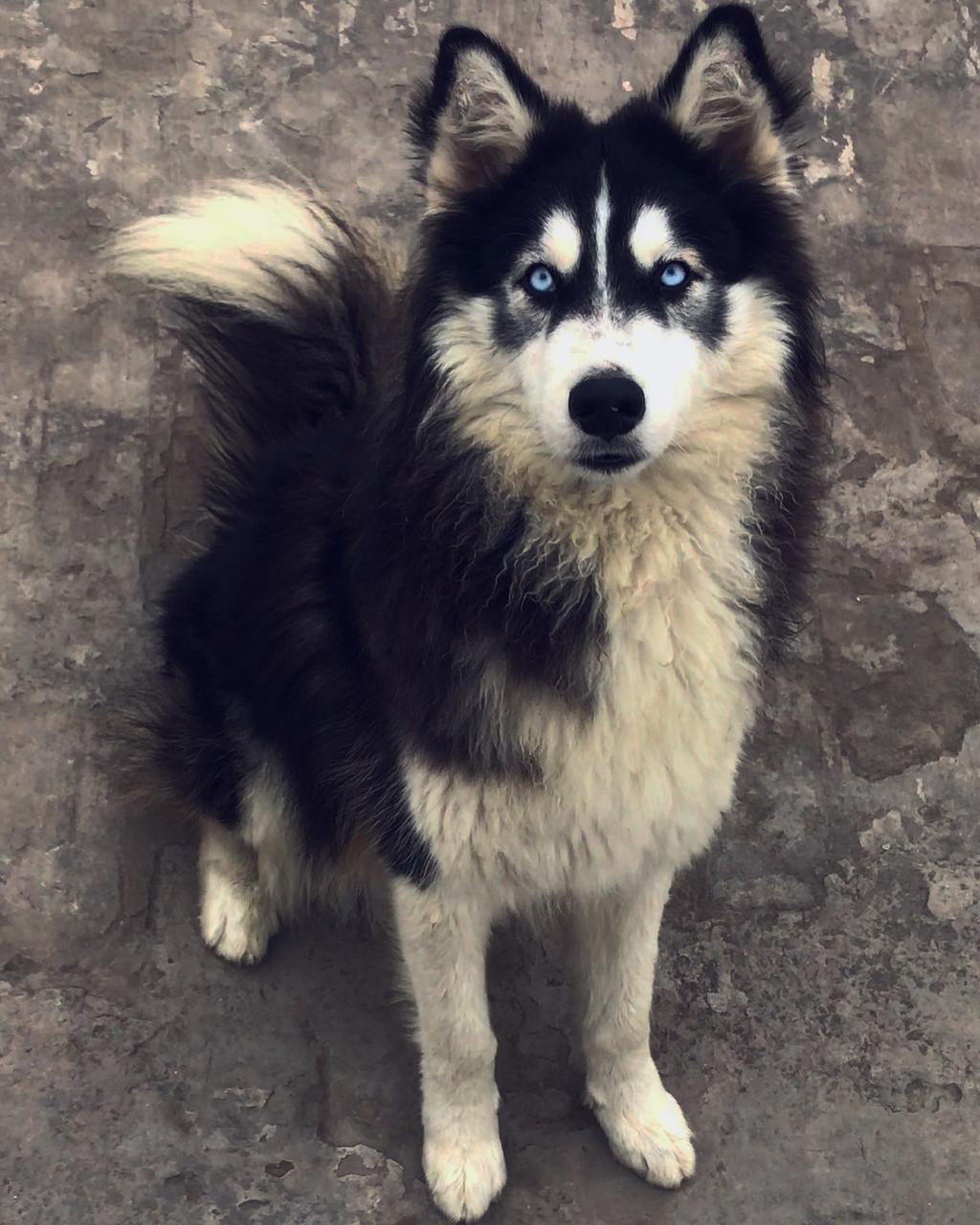 Husky Male for sale