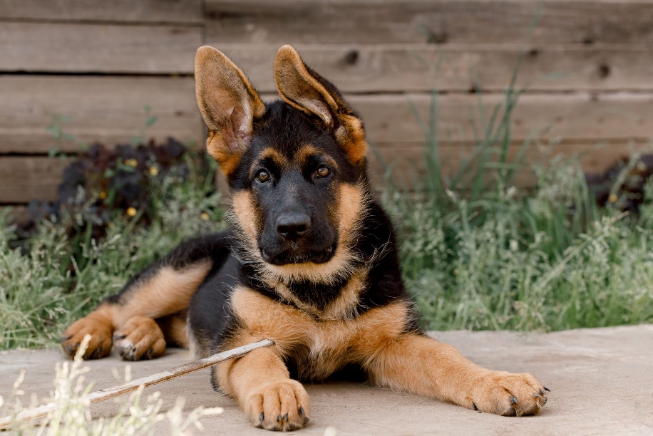 German Shepherd puppy