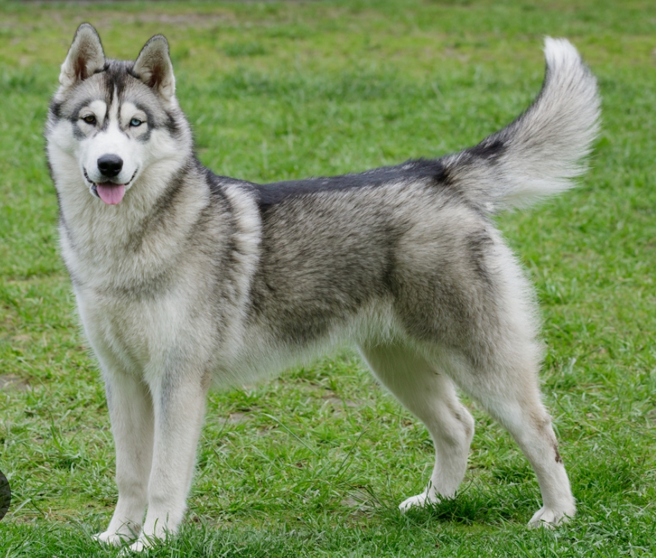 Husky dog