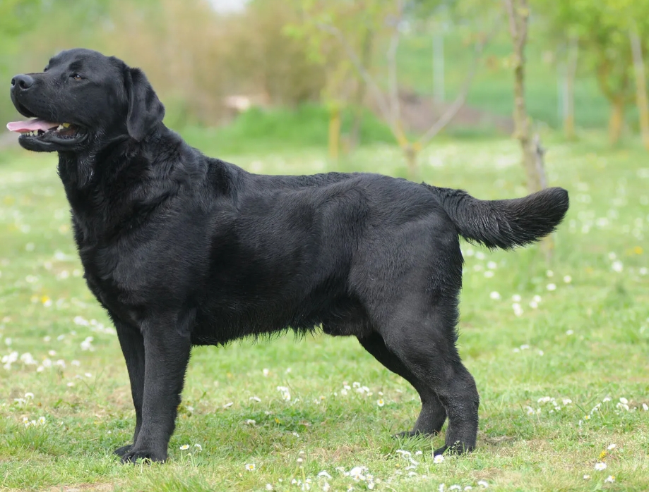 Labrador is for sale