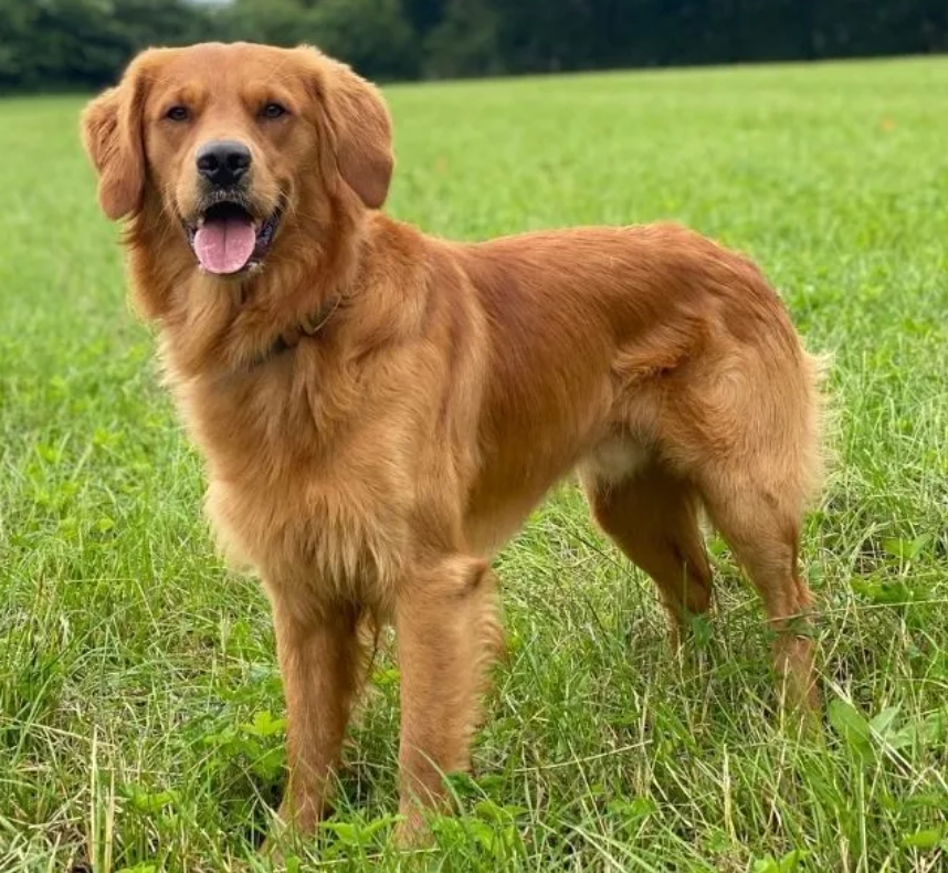 Golden retriever male is for sale
