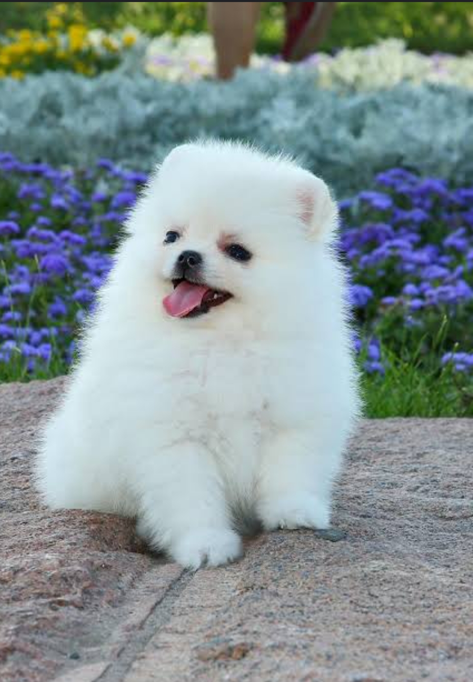Pomeranian is for sale