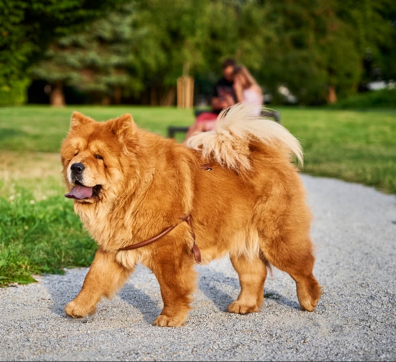 Chow chow female