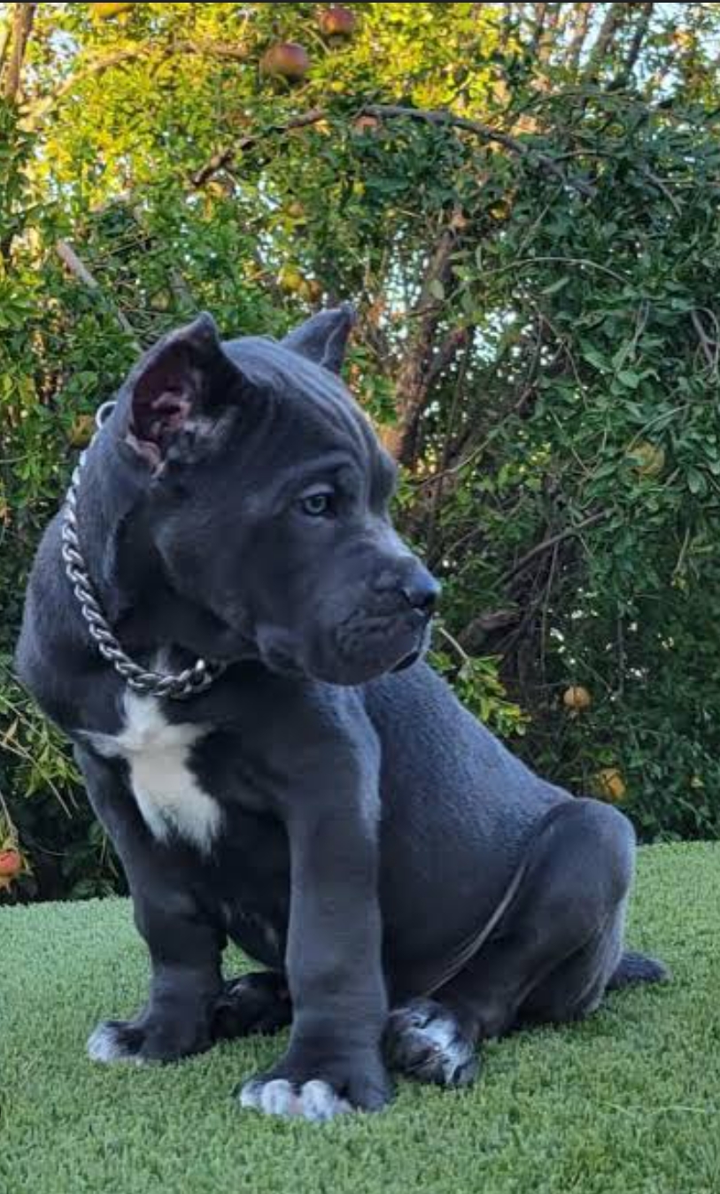 Cane Corso female available