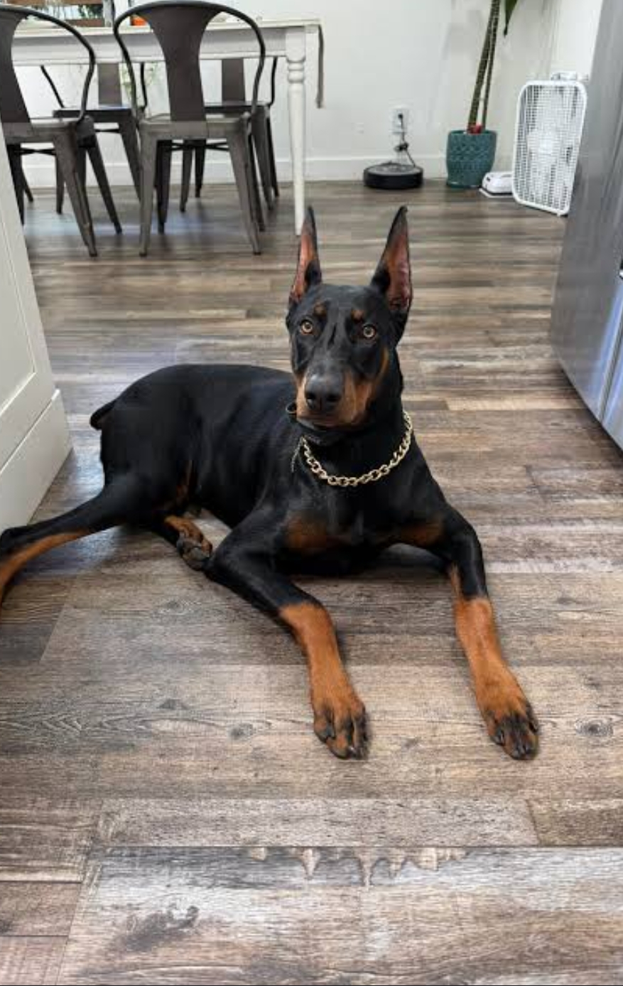 Doberman female available