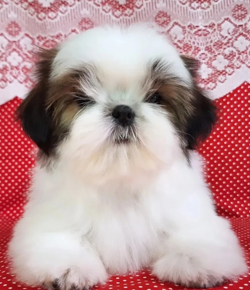 Shih Tzu female puppies