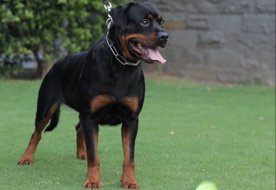 Rottweiler female available