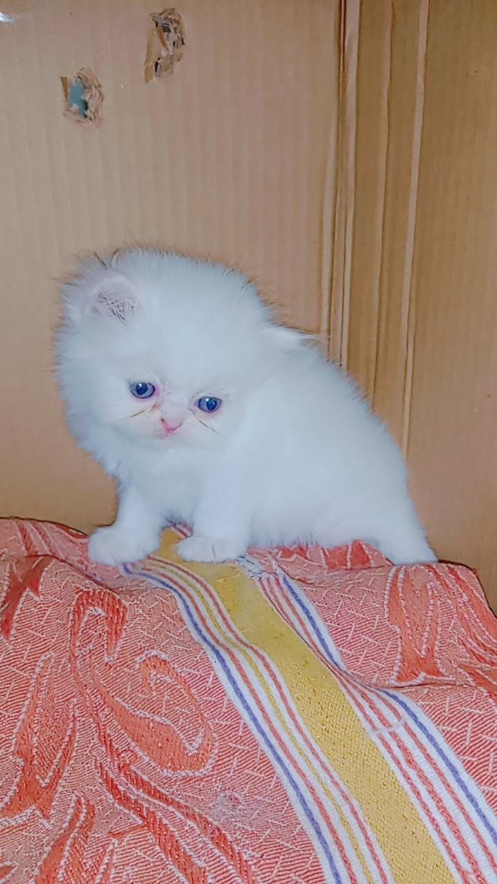 Persian kitten