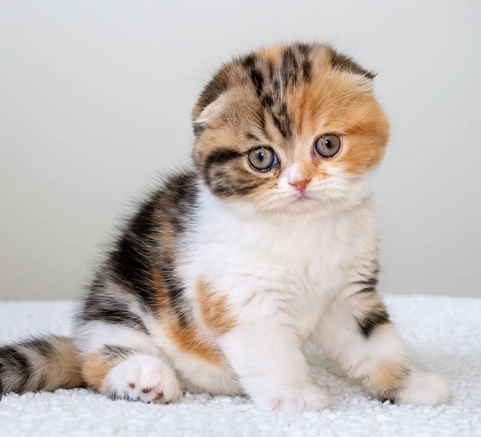 Scottish fold kitten available