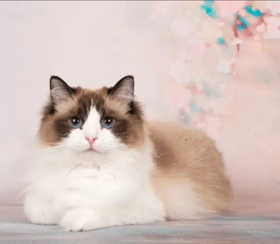 Ragdoll female cat