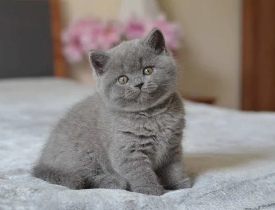 British shorthair kittwn