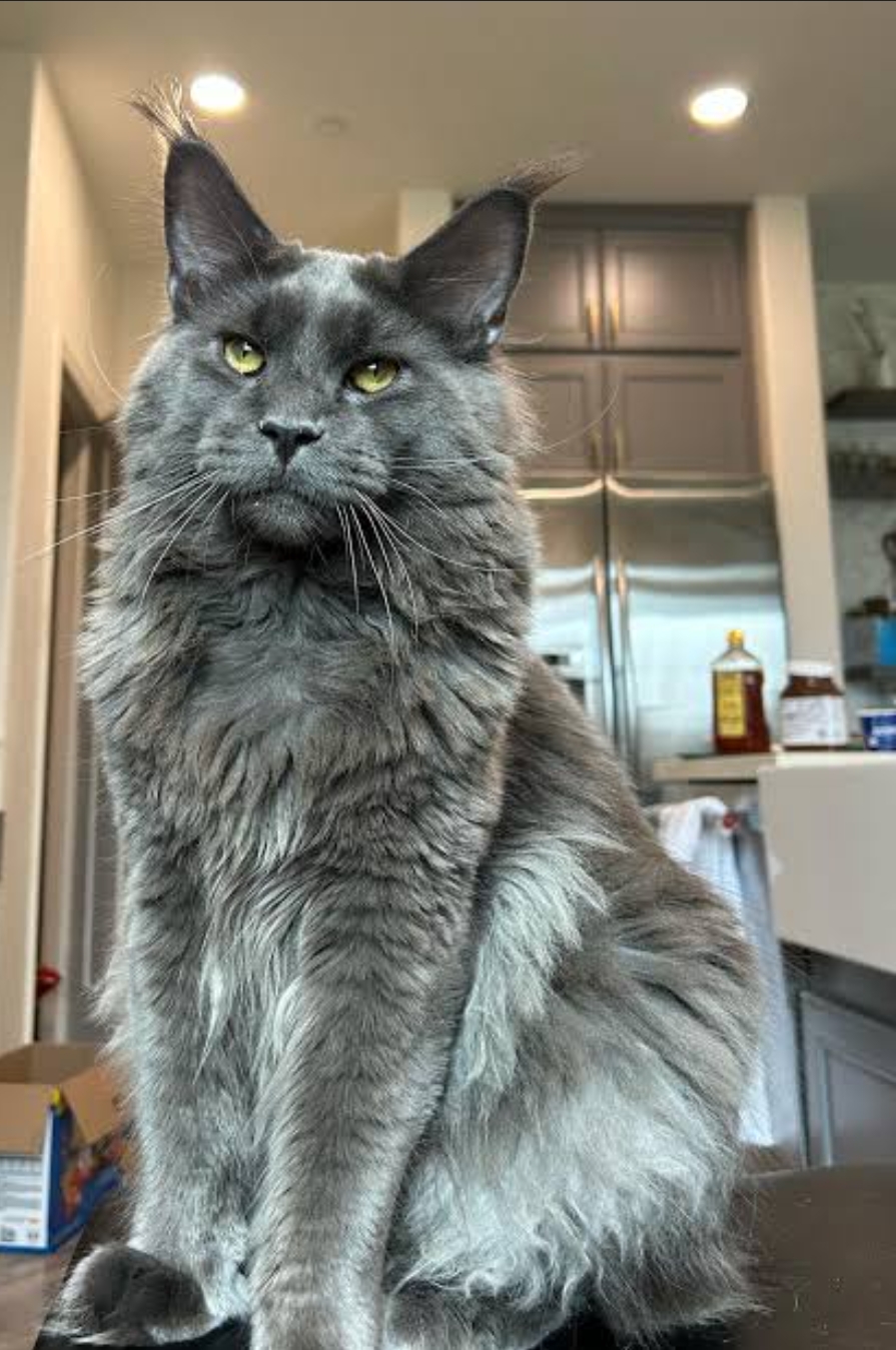 Maine coon  available for sale