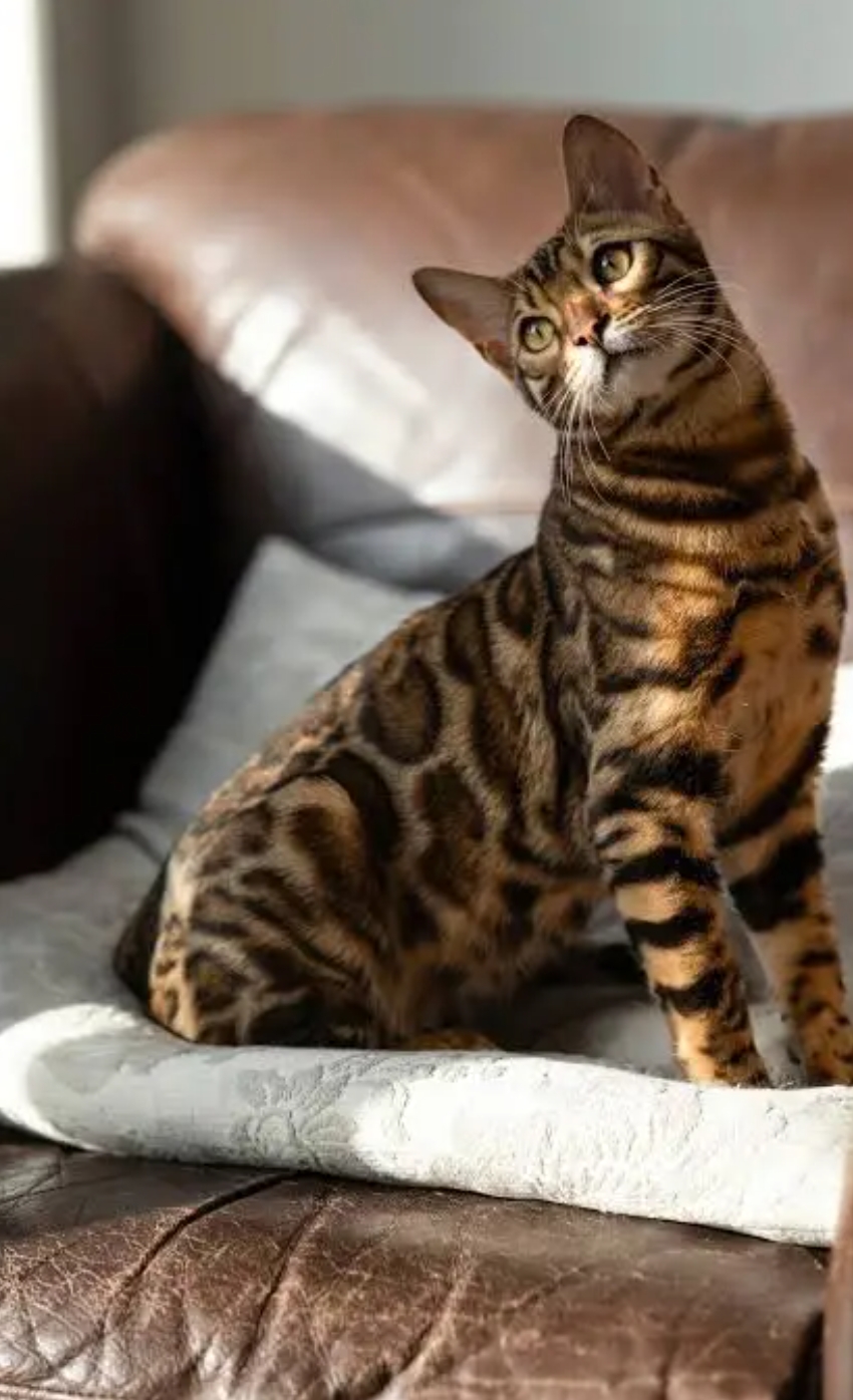 Bengal cat available
