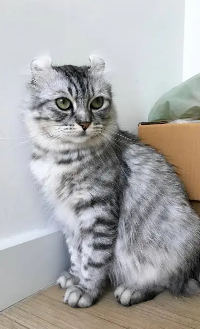 American curl available