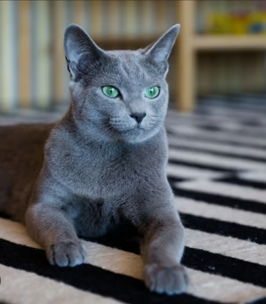 Russian blue cat available