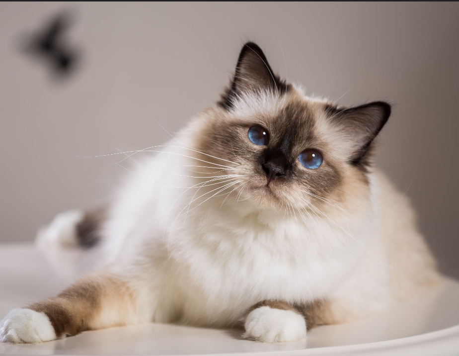 Birman