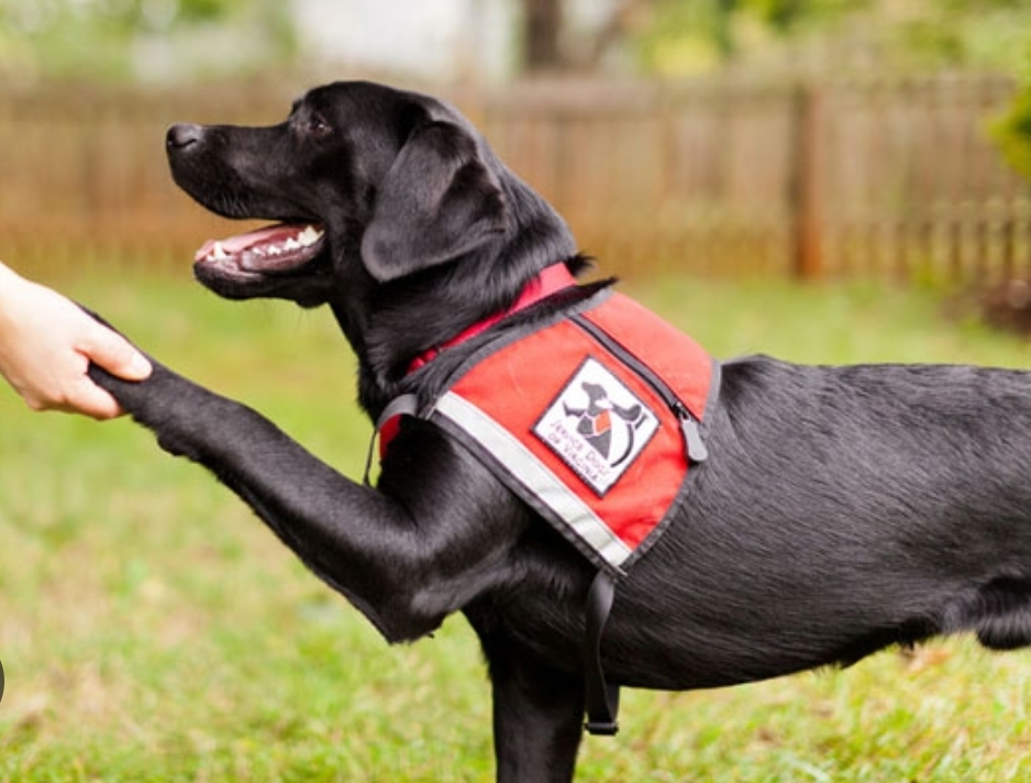 Dog service and training