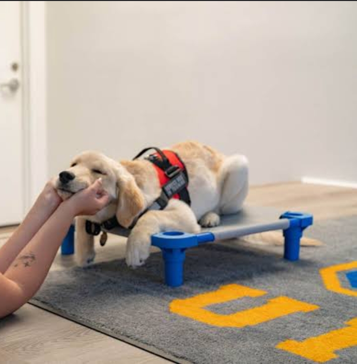 Dog service and training