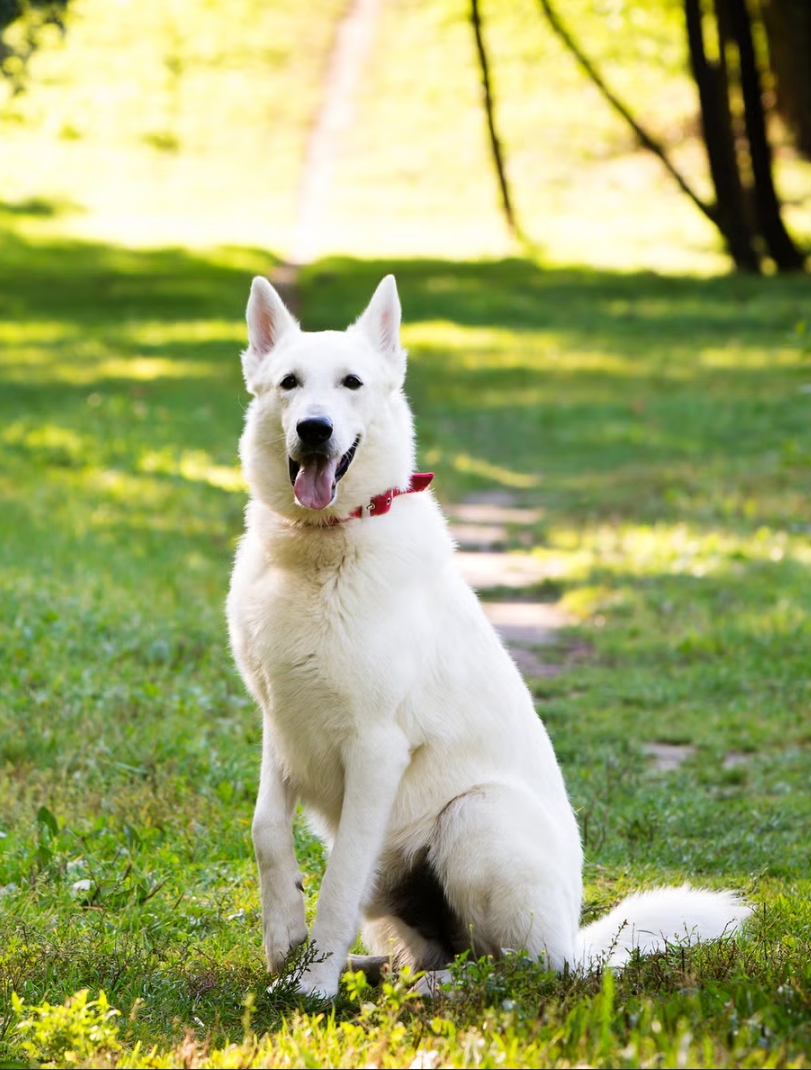 White Swiss Shepard male