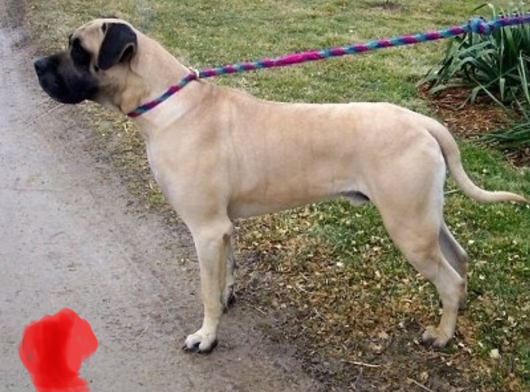 American mas stiff male