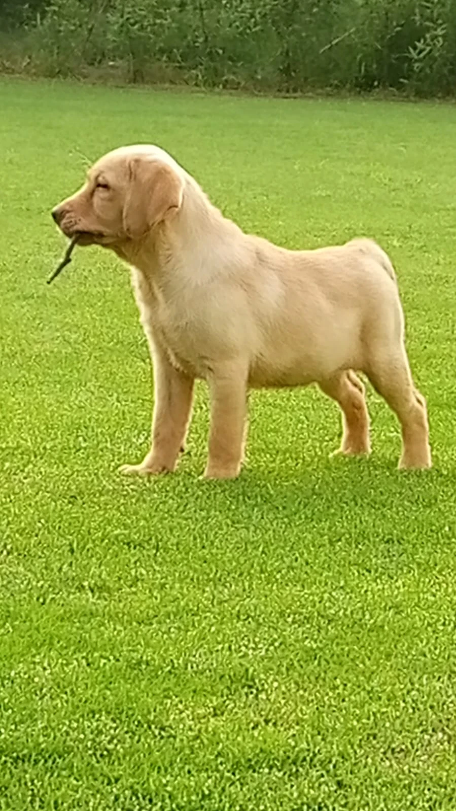 Female Labrador available for Sale.