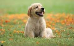 I want a dog trainer